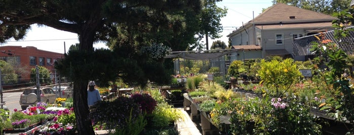 Yabusaki's Dwight Way Nursery is one of plants/gardening east bay.
