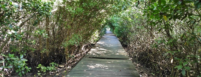 Mangrove Forest Conservation is one of Bali.