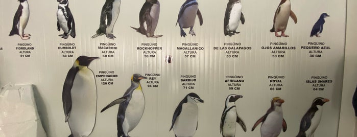 Antártida, "El Reino de los Pingüinos" is one of Locais curtidos por Everardo.