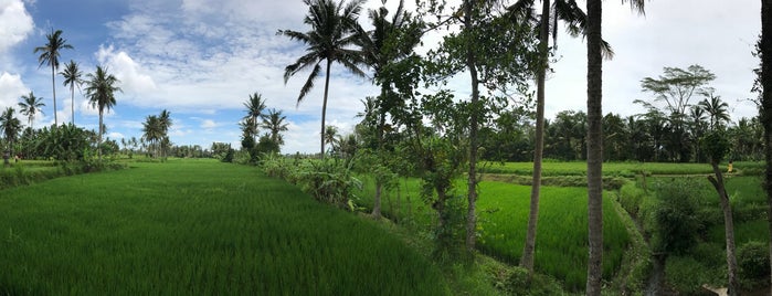Rice Paddies In Ubud is one of Bali.