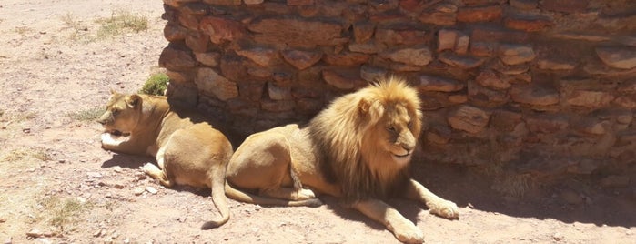 lion kingdom is one of Ayça 님이 좋아한 장소.