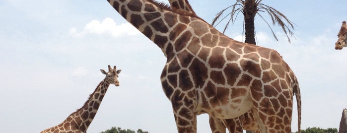 Africam Safari is one of Favoritos.