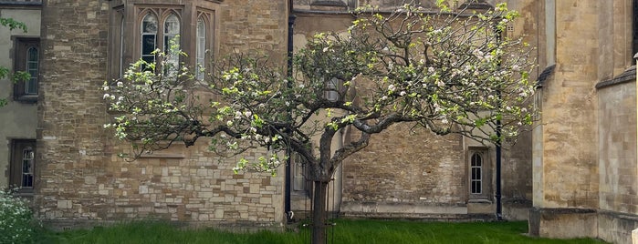 Newton's Apple Tree is one of Business trip to Cambridge, tips.