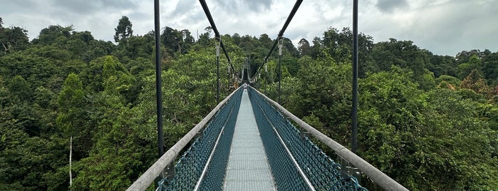 TreeTop Walk is one of world travel.