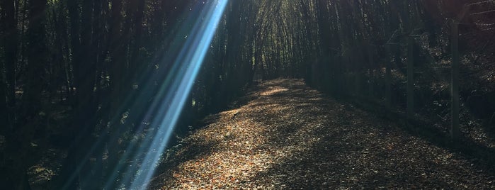 Polenezköy Tabiat Parkı is one of İstanbul- Bolu.