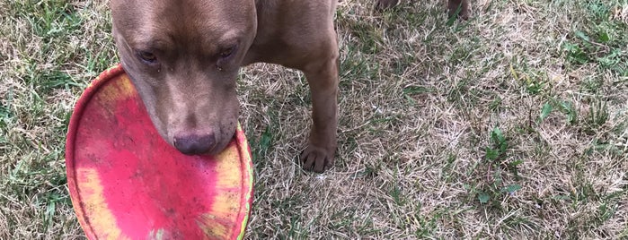 Grove Shafter Park Dog Play Area is one of Malone.