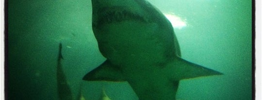 Shanghai Ocean Aquarium is one of Lugares favoritos de Jorge.
