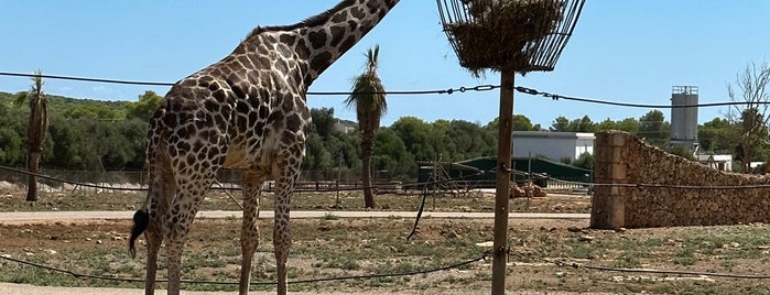 Safari Zoo is one of Palma.