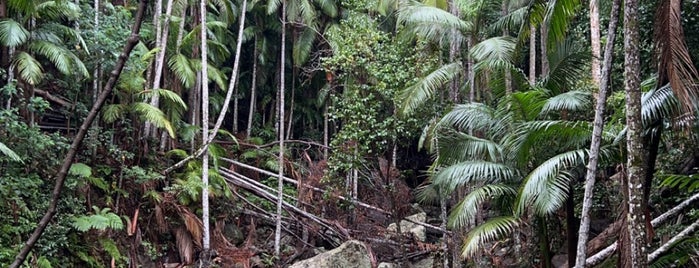 Tamborine Rainforest Skywalk is one of Brisbane/GC.