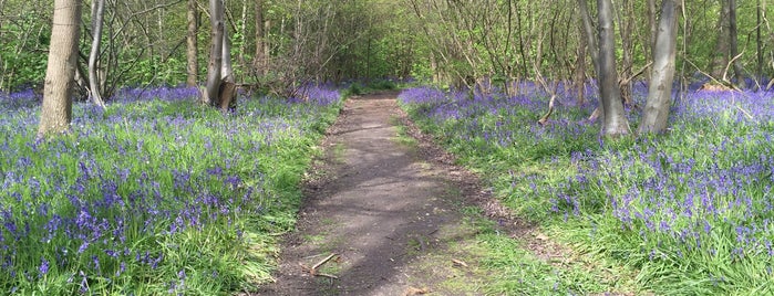 Cely Woods is one of dyvroeth’s Liked Places.