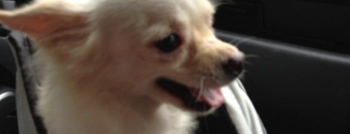 Bintaro Petshops & Vets