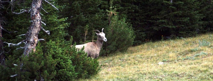 Parc National de Yellowstone is one of Wildlife Watching in National Parks.