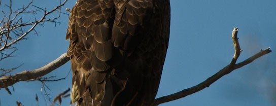 Blackwater National Wildlife Refuge is one of Bald Eagle Watching.