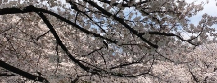 Ueno Park is one of Travel : Sakura Spot.