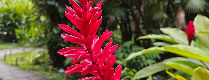 Taipei Botanical Garden is one of Taipei Sites.