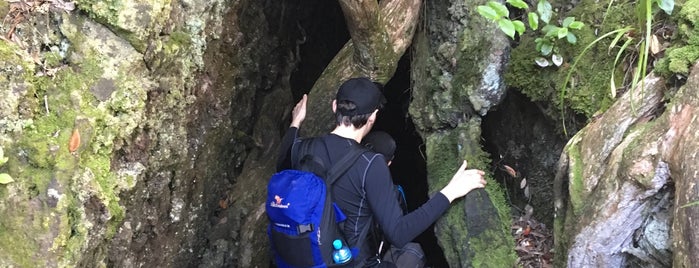 Rangitoto Lava Caves is one of Tempat yang Disukai T..