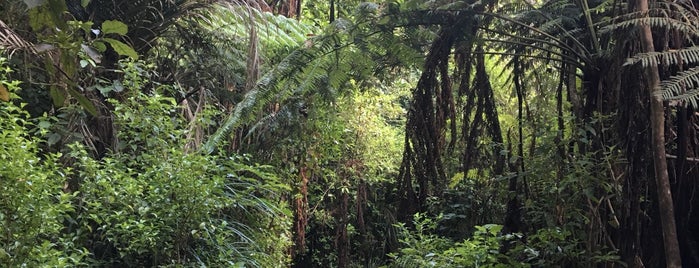 Puketi Kauri Forest is one of NZ s Izy.