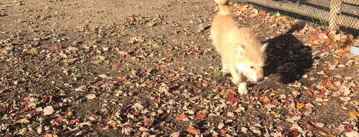 Stamford Dog Park is one of My favorite Places!.