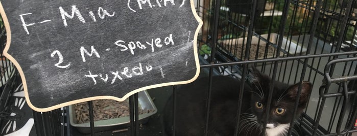 Muddy Paws is one of The 15 Best Places for Pets in Brooklyn.