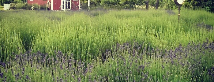 Evergreen Valley Lavender Farm is one of Olympia, Washington.
