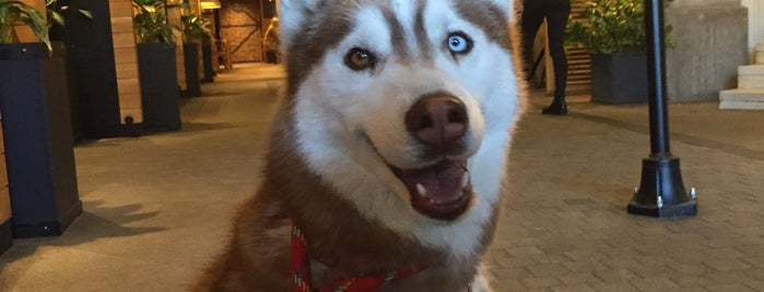 Corso is one of Coffee in Sofia.