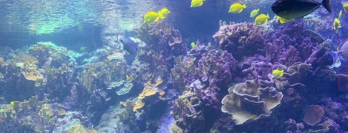 The Living Reef is one of Chitty Sights List - Hawaii.