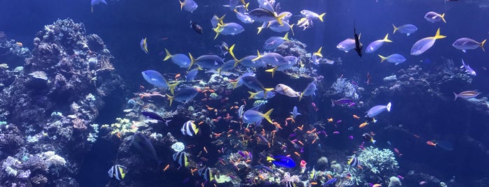 Steinhart Aquarium is one of Orte, die DadOnTheScene gefallen.