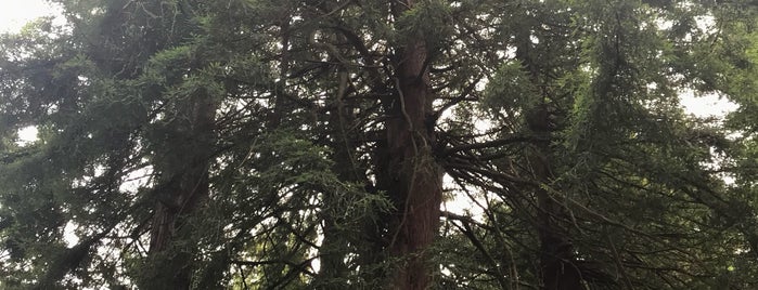 Redwood Grove is one of Orte, die DadOnTheScene gefallen.