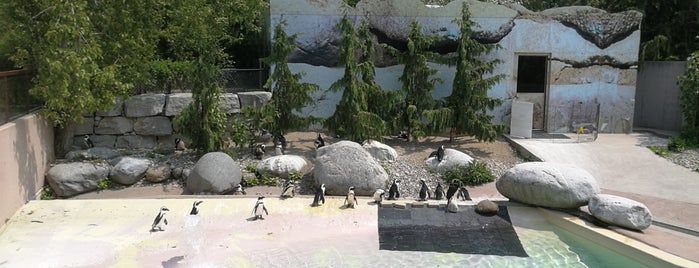 African Penguins is one of The Next Big Thing.