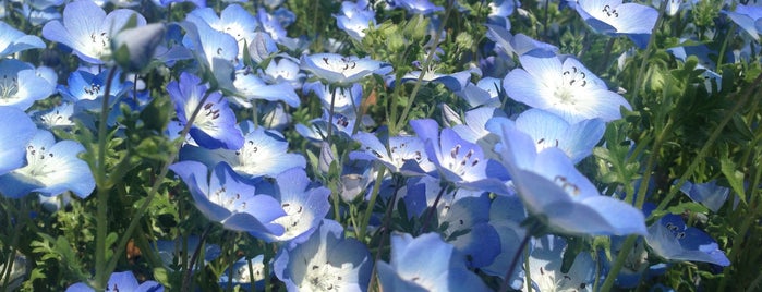 Sagamihara Park is one of 神奈川県の公園.