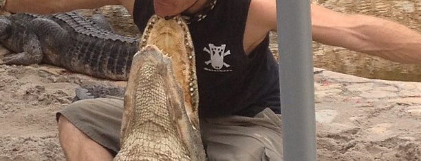 Gator Boys Alligator Rescue is one of สถานที่ที่ Consta ถูกใจ.