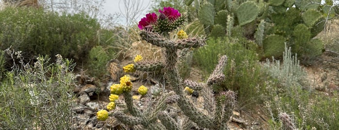 Arizona-Sonora Desert Museum is one of Arizona.