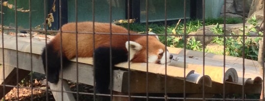 夢見ヶ崎動物公園 is one of 動物園.