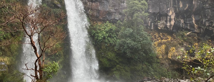 Dawson Falls is one of Nový Zéland.