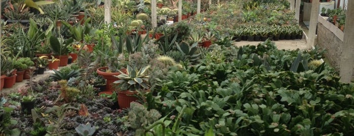 Family Cactus Nursery is one of Lugares favoritos de RizaL.