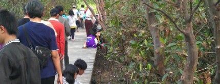 Ekowisata Mangrove is one of Sparkling Surabaya.