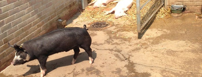 Newham City Farm is one of East Hamazing.
