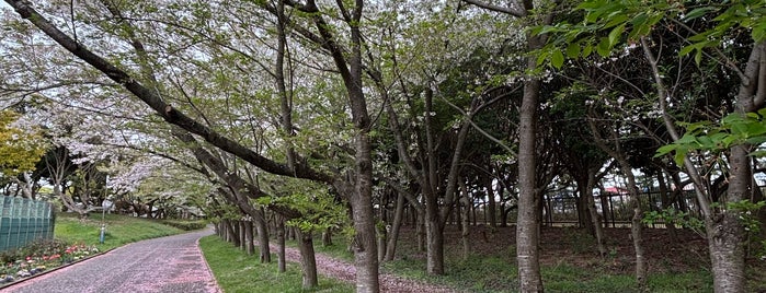 Chiba Port Park is one of 高橋ちか LIVE spots.