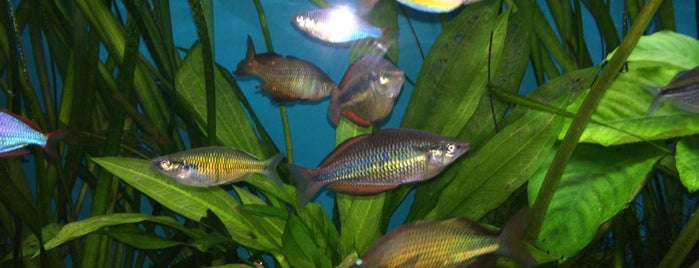 Fish-head Aquatics is one of Tempat yang Disukai Deborah.