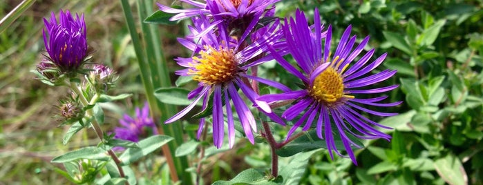 Beechwood, Foster and Majneri Nature Preserve is one of Orte, die Andrew gefallen.