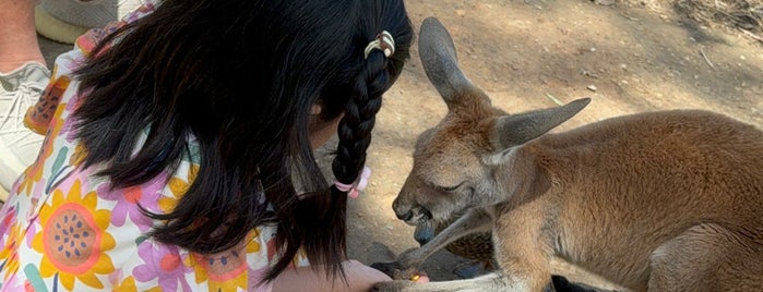 Gorge Wildlife Park is one of Fun Stuff for Kids around South Austrailia.