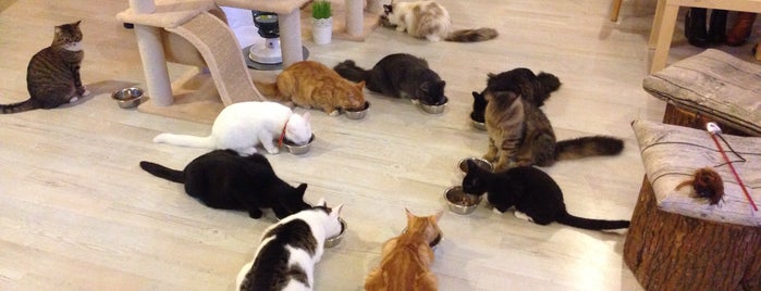 Cat Cafe / Kačių Kavinė is one of Crazy Cat Lady' List (aka общепит с котанами).