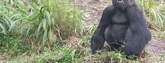Gorilla Falls Exploration Trail (Pangani) is one of Lindsayeさんのお気に入りスポット.