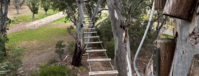 Tree Climb is one of Adelaide 🇦🇺.