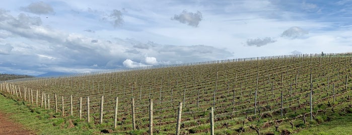 Sinapius Vineyard is one of Wineries In Australia.