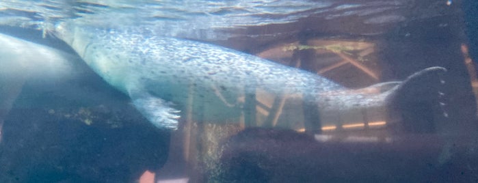 Aquarium Seal Tank is one of Boston.