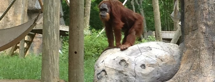 Orangutan Exhibit is one of สถานที่ที่ Lizzie ถูกใจ.