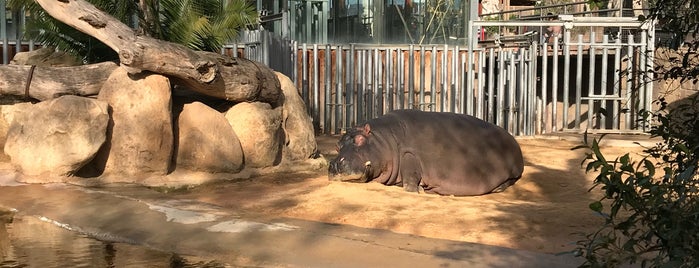 Zoo de Barcelona is one of Lugares favoritos de Kristina.