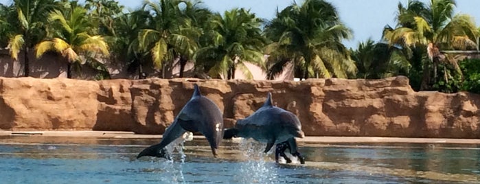 Dolphin Cay is one of Carribean blue.