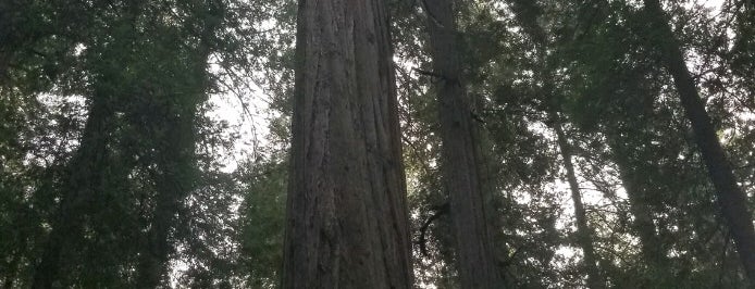 Founder's Tree is one of สถานที่ที่ eric ถูกใจ.